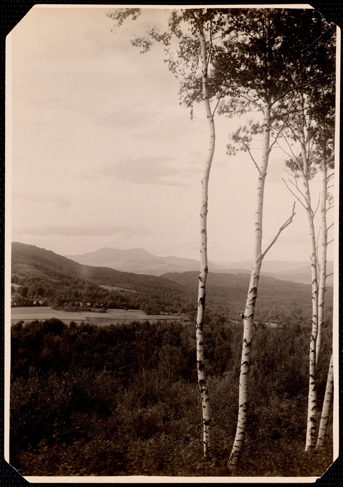 Aspinwall Hotel: view, with birches in foreground. about 1902–1918.