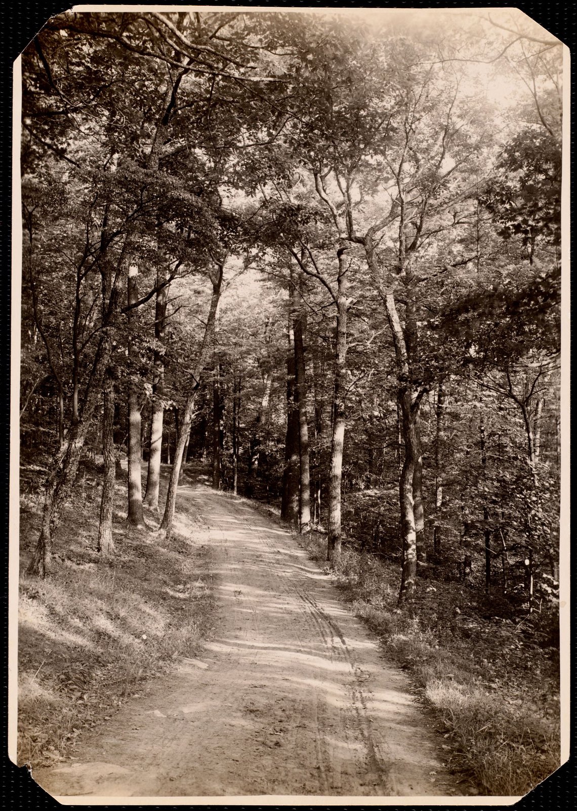 Woolsey Woods: tree-lined drive. about 1902–1918.