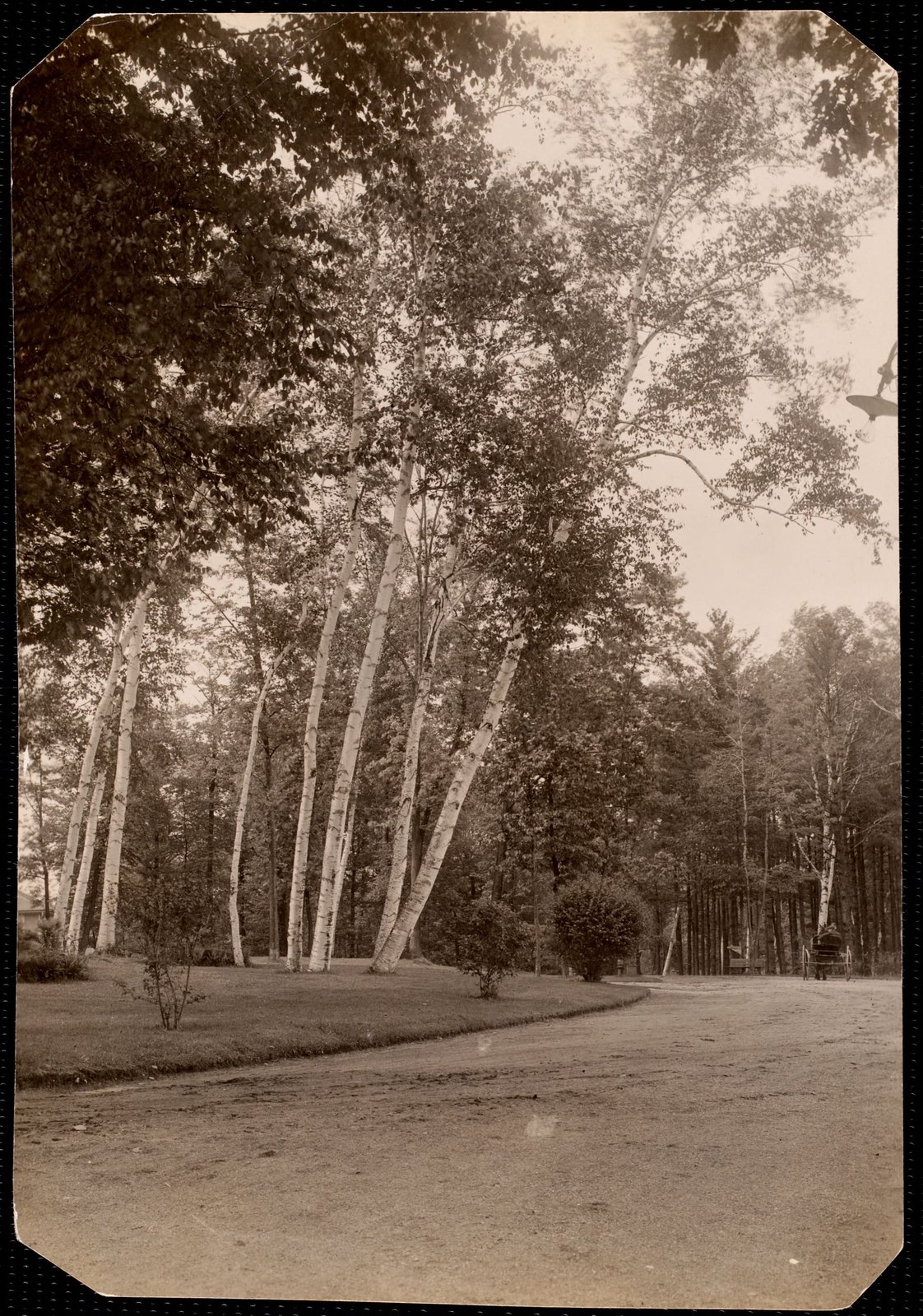 Aspinwall Hotel: curving drive with carriage and trees. about 1902–1918.
