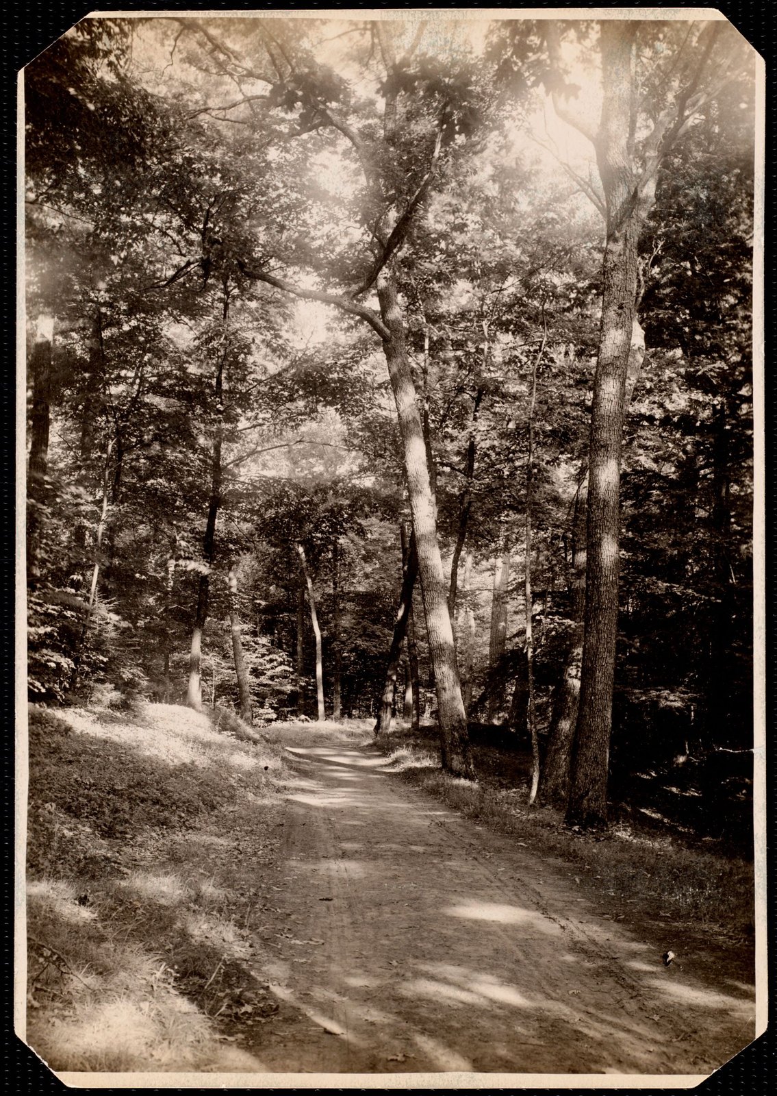 Woolsey Woods: tree-lined drive. about 1902–1918.