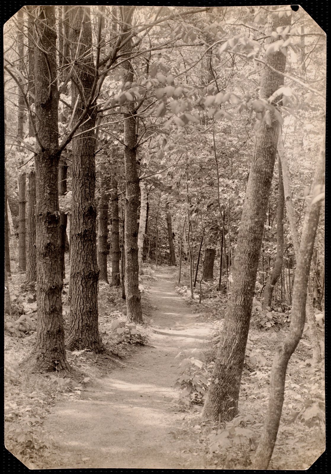 Woolsey Woods: tree-lined path. about 1902–1918.