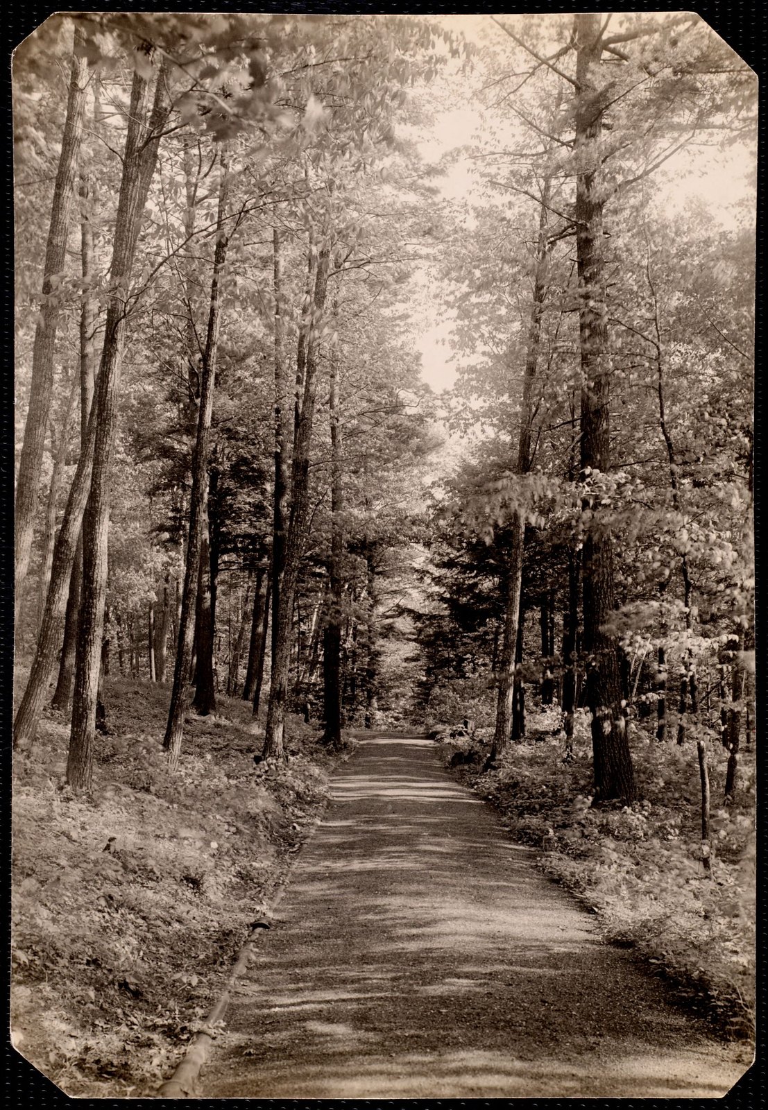 Woolsey Woods: tree-lined drive. about 1902–1918.