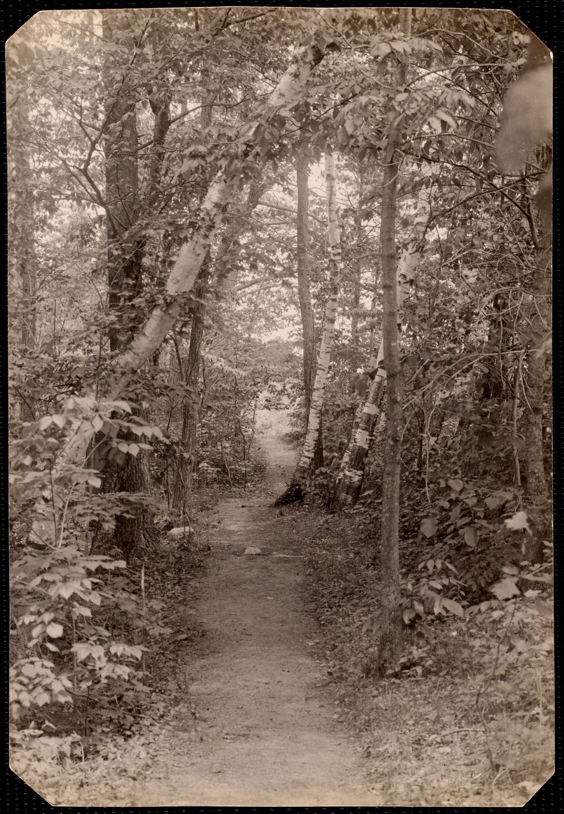 Woolsey Woods: tree-lined drive. about 1902–1918.
