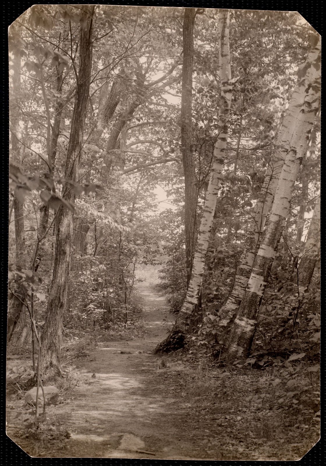 Woolsey Woods: tree-lined drive. about 1902–1918.