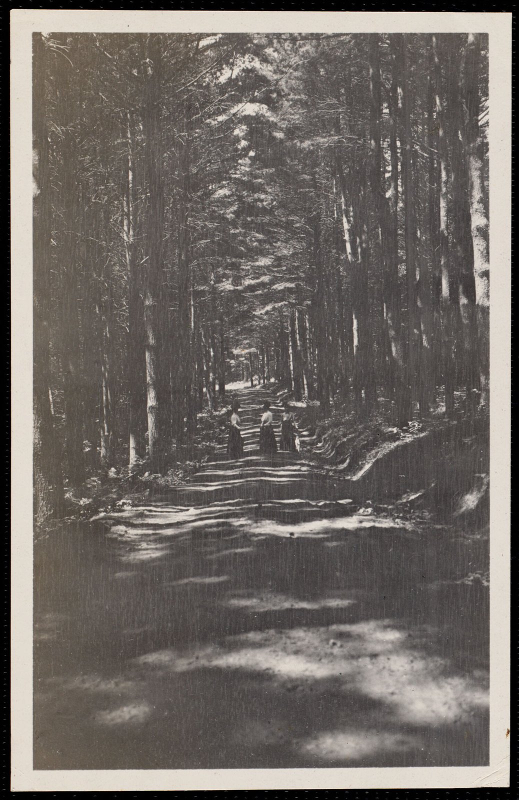 Woolsey Woods. August 1, 1906.
