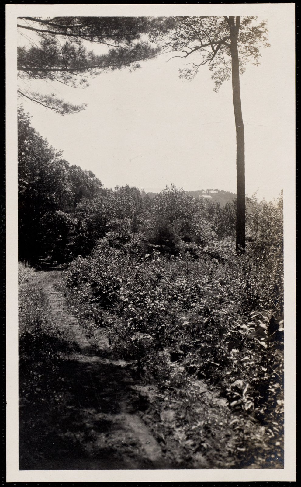 Woolsey Woods. August 1, 1906.