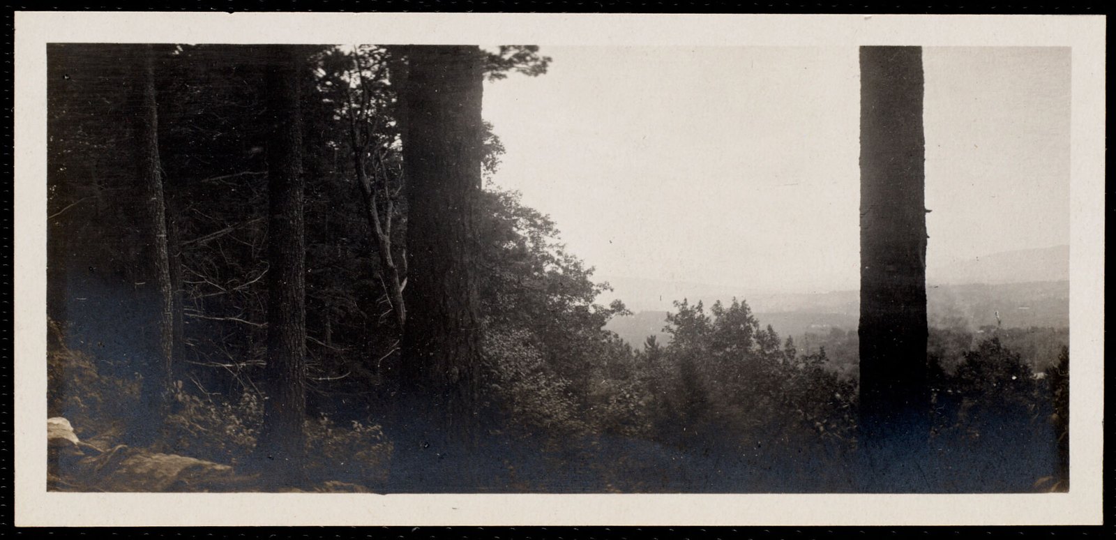 Woolsey Woods. August 1, 1906.