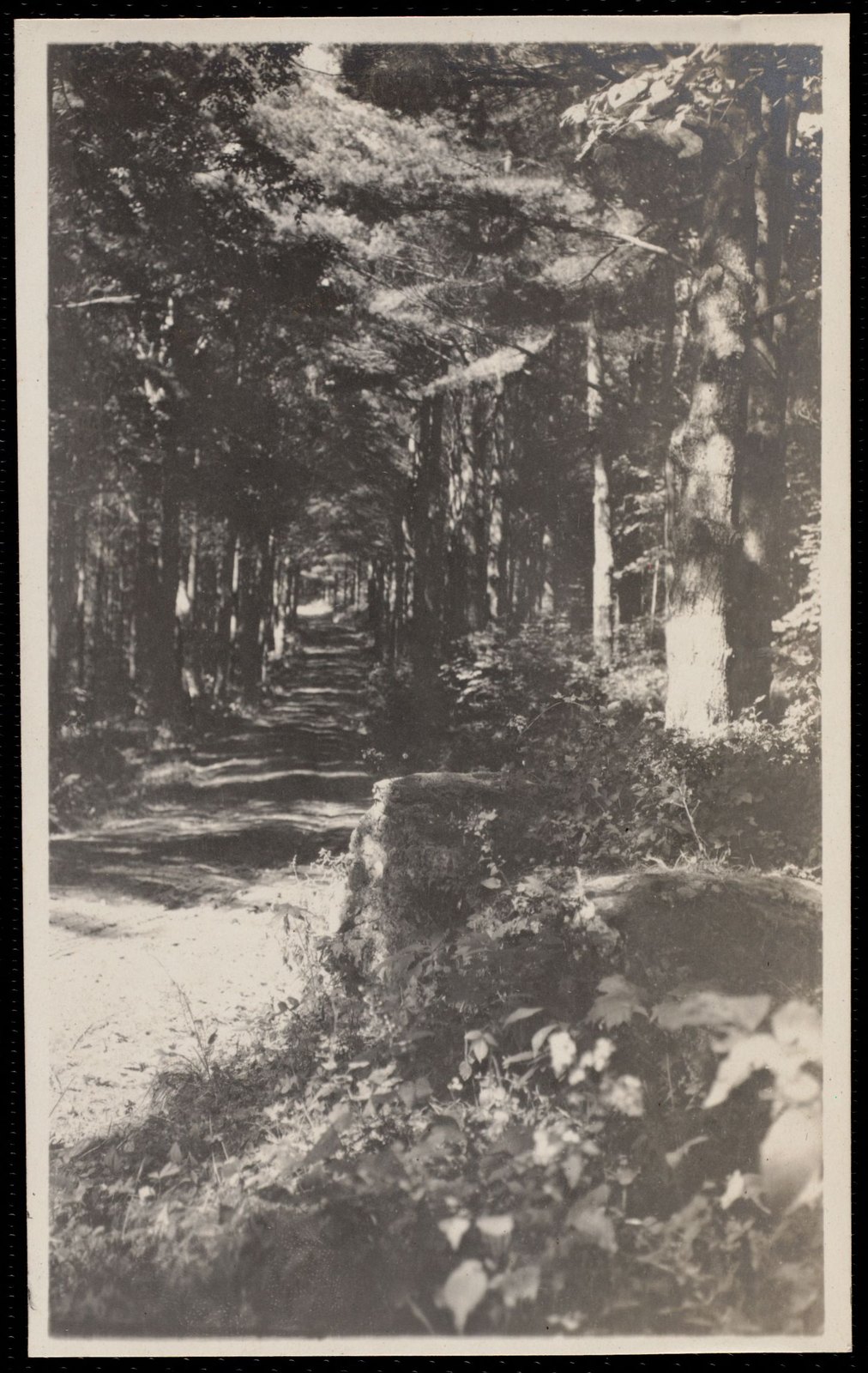 Aspinwall Hotel: pine woods. September 7, 1905.