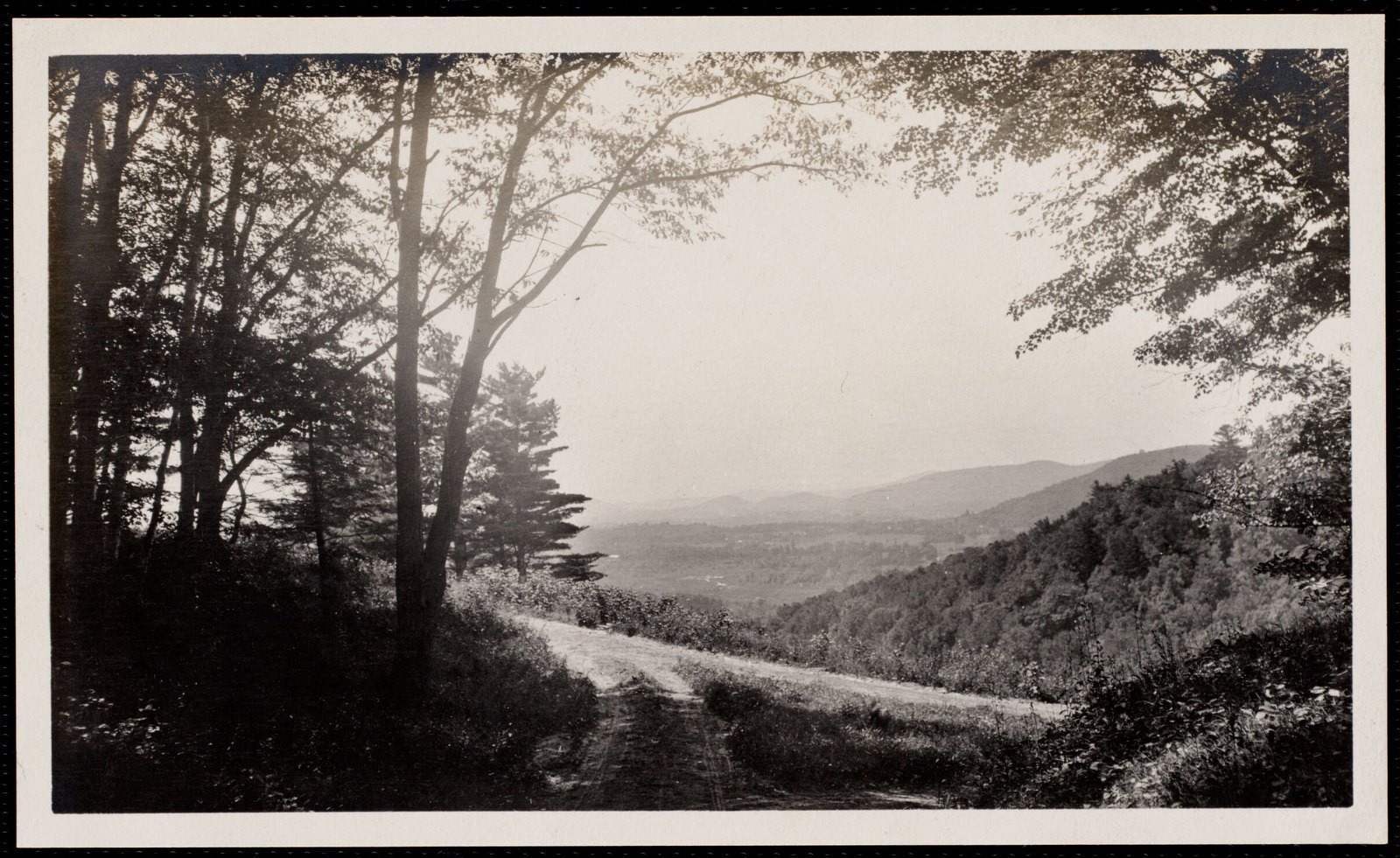 Woolsey Woods: fork of roads in woods. August 1, 1906.