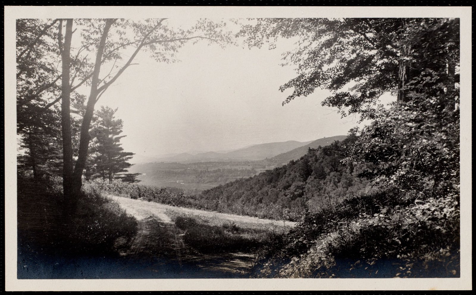 Woolsey Woods: fork of roads in woods. August 1, 1906.