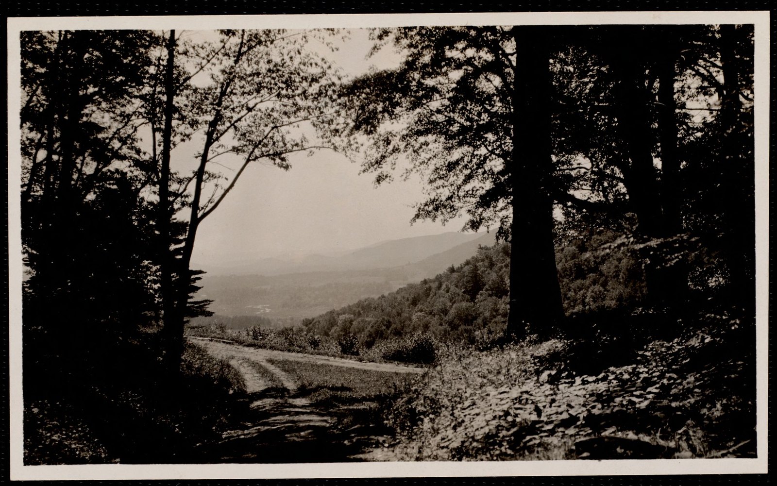 Woolsey Woods: fork of roads in woods. September 1910.