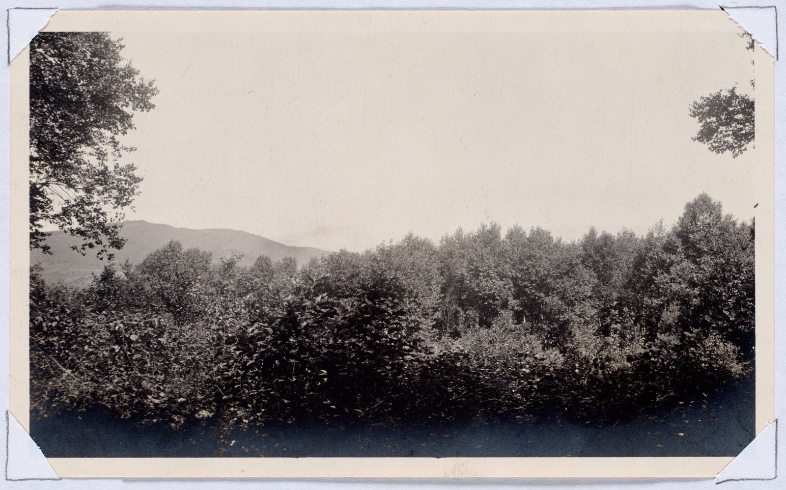 Mt Greylock from Woolsey woods. August 1, 1906.