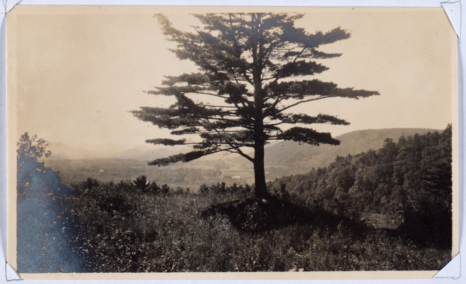 Pine tree near site of old Woosley House. August 1905.