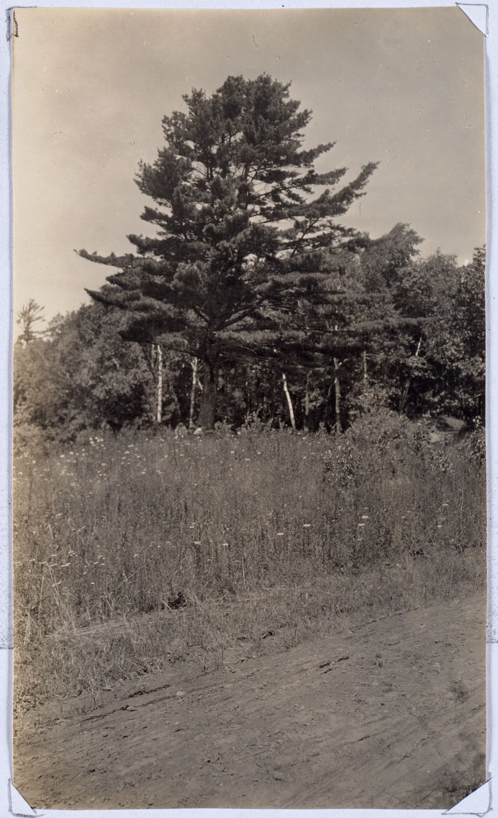 Pine tree near site of old Woosley House. August 1905.