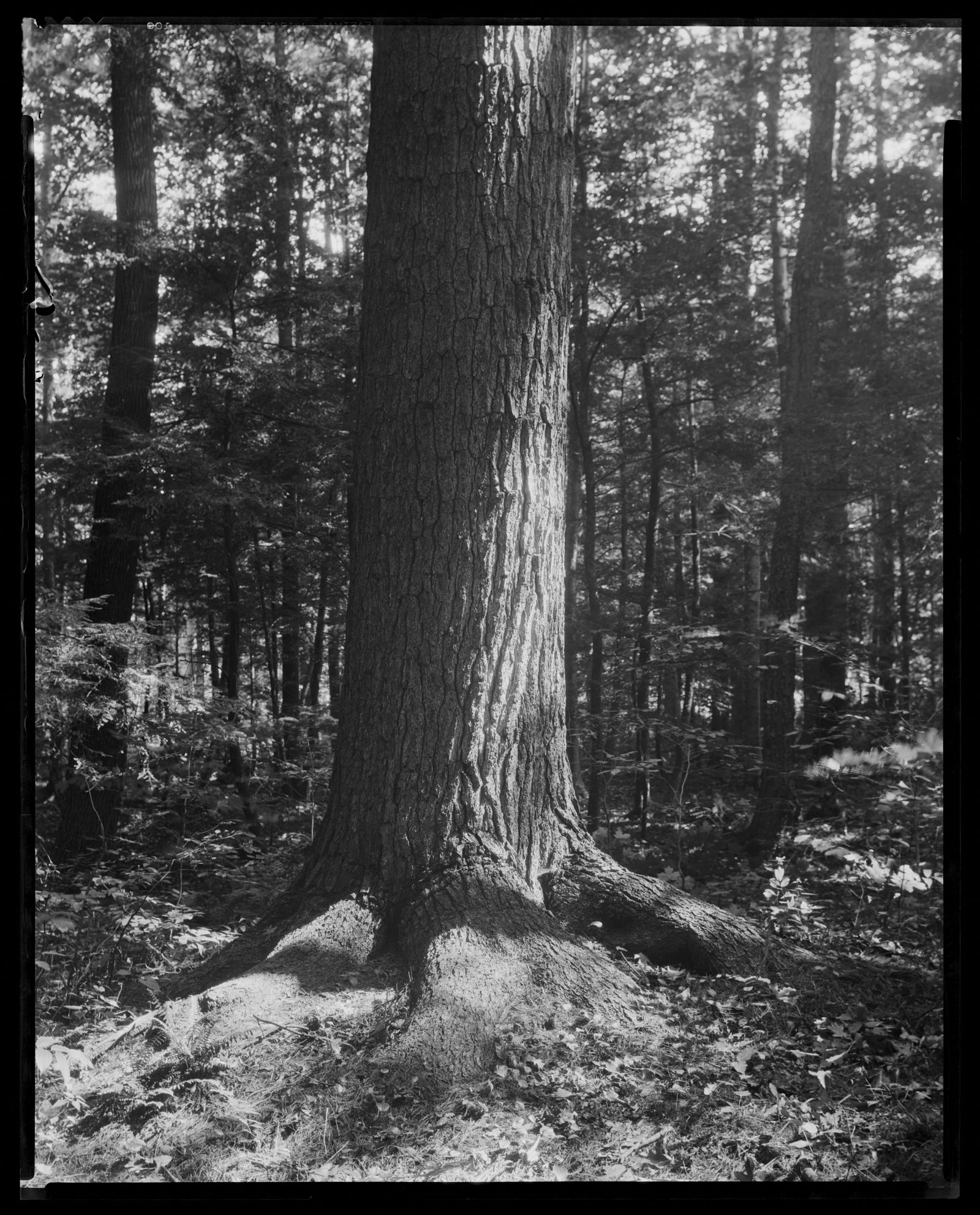 Bellefontaine: trees. about 1925–1933.