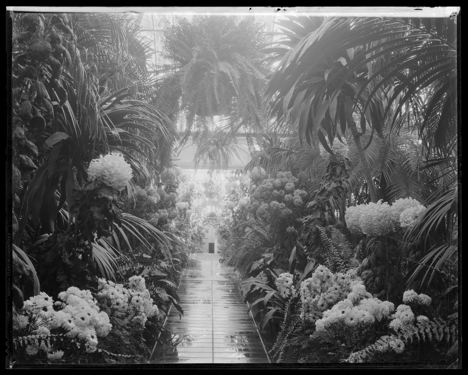 Bellefontaine: greenhouse flowers. about 1925–1933.