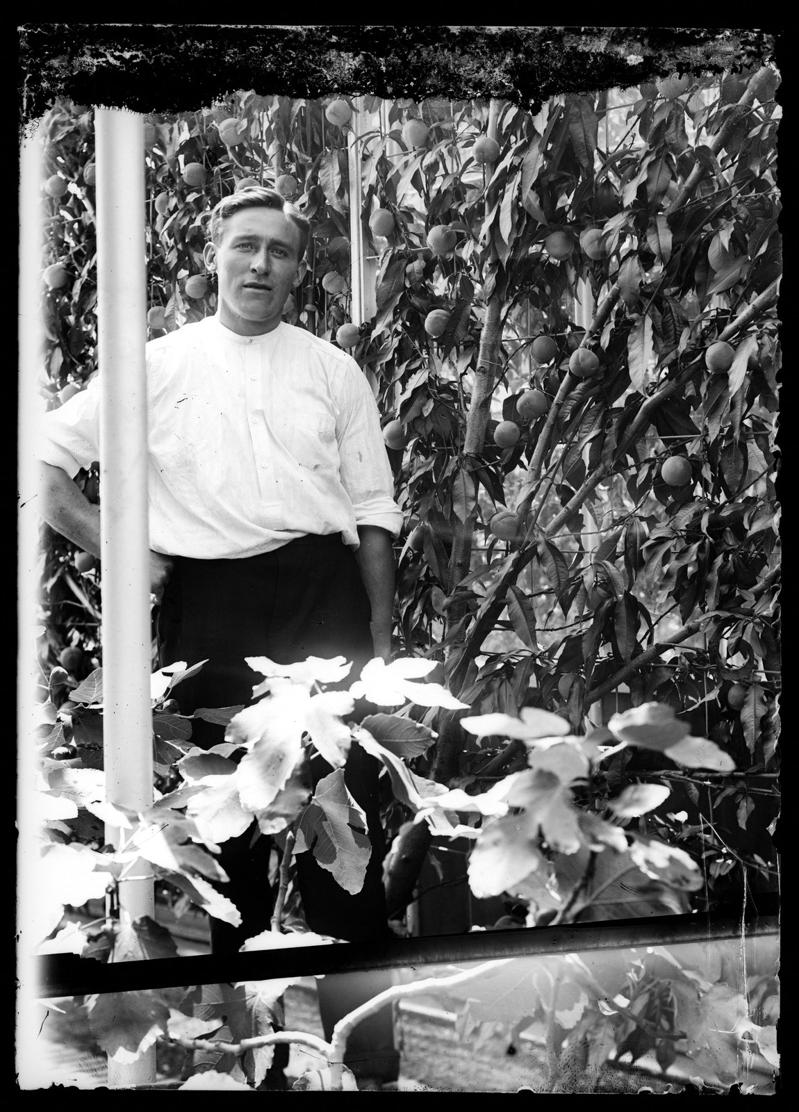 Blantyre: gardener in greenhouse. about 1903–1915.