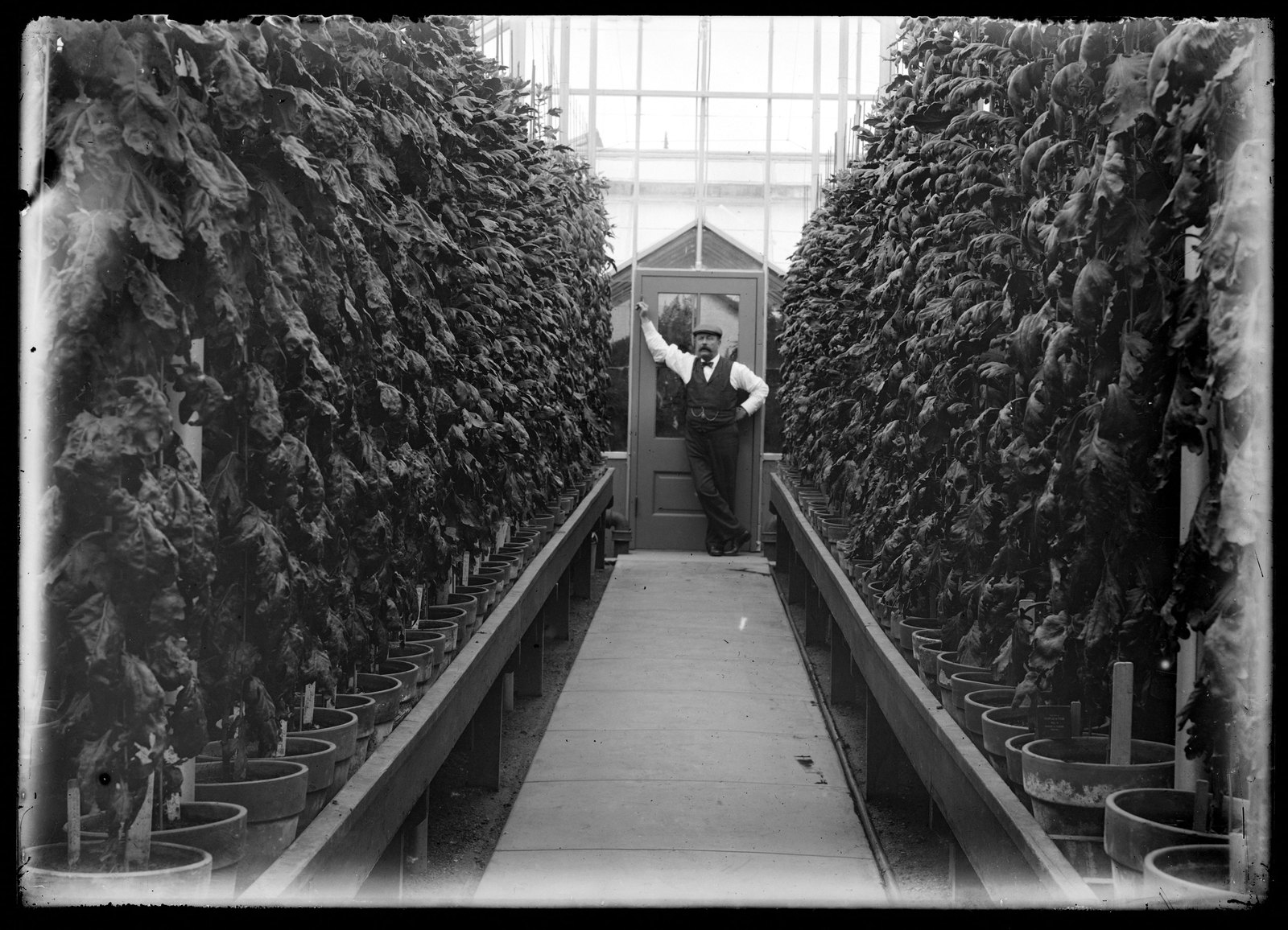 Blantyre: Thomas Proctor in greenhouse. about 1903–1915.
