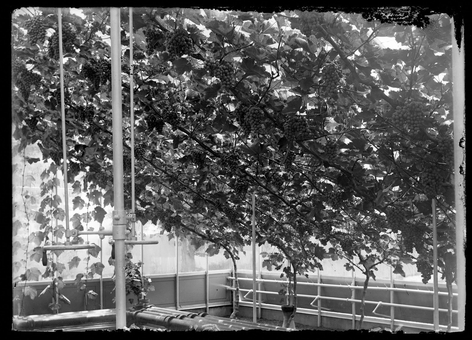 Blantyre: greenhouse. about 1903–1915.