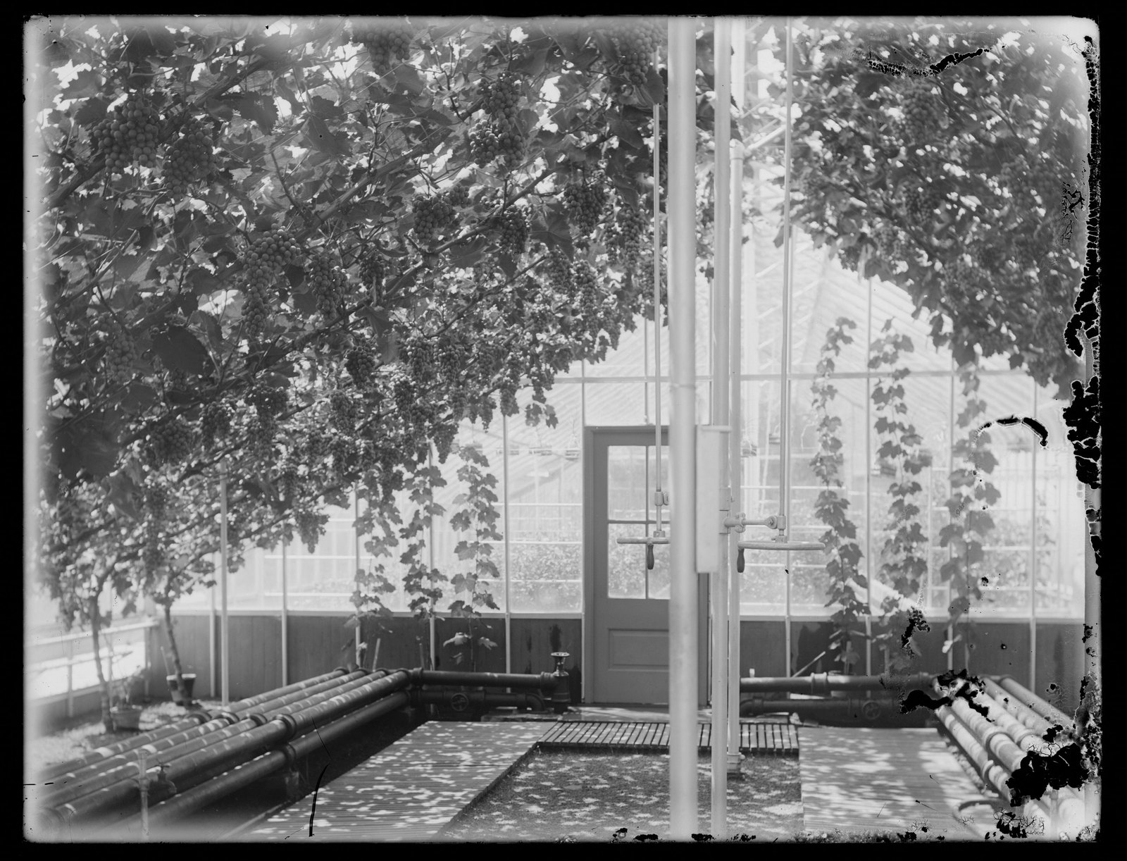 Blantyre: greenhouse vinery. about 1903–1915.