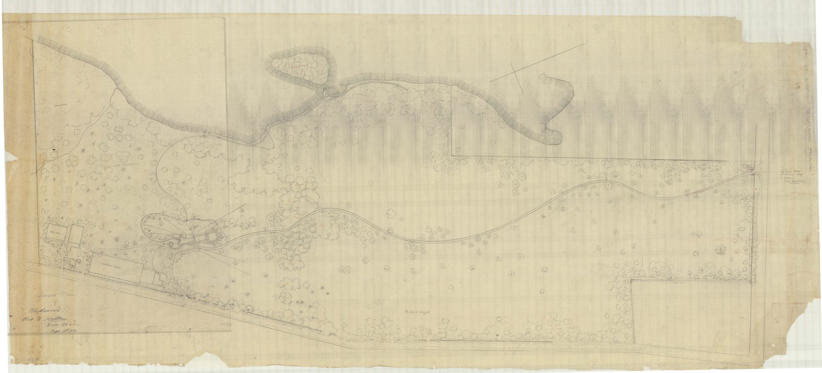 Long sheet: a planting belt drawn in elevation along its length. Olmsted job 01092.