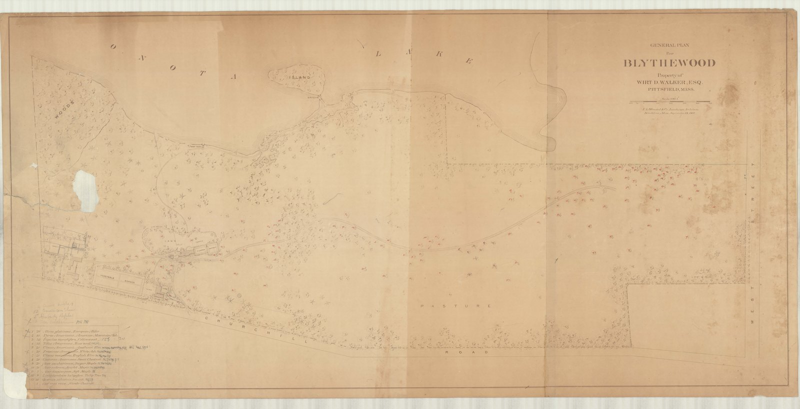 Olmsted job 01092, plan 30 — drive, ground or planting study.