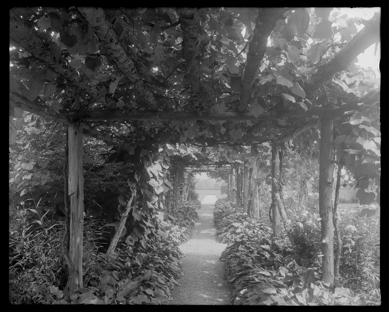 Coldbrook: arbor with vines. About 1892–1915.