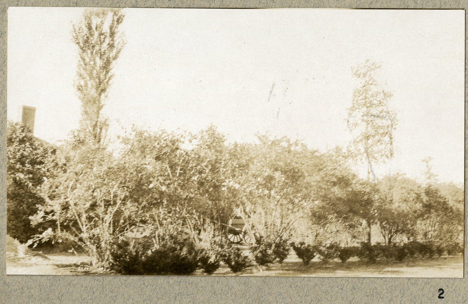 Shrub planting in leaf, from the lawn. Print 2.