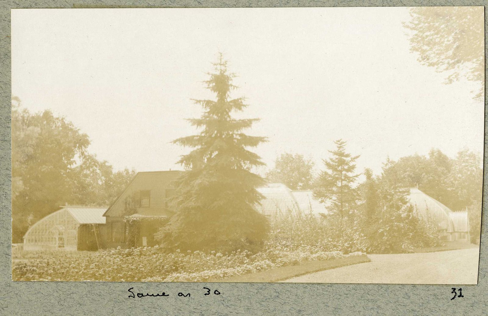 Photograph 31, September 1925. Greenhouses behind a spruce; noted “Same as 30.”