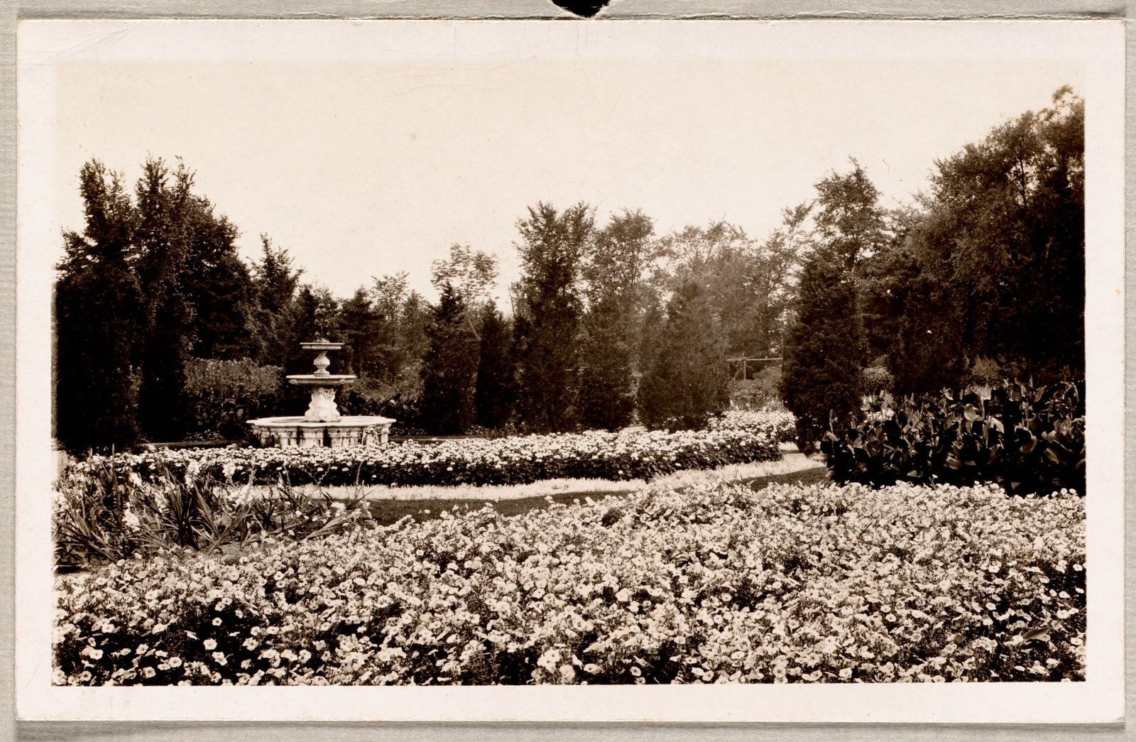 Elm Court: fountain surrounded by flowers. About 1907–35.
