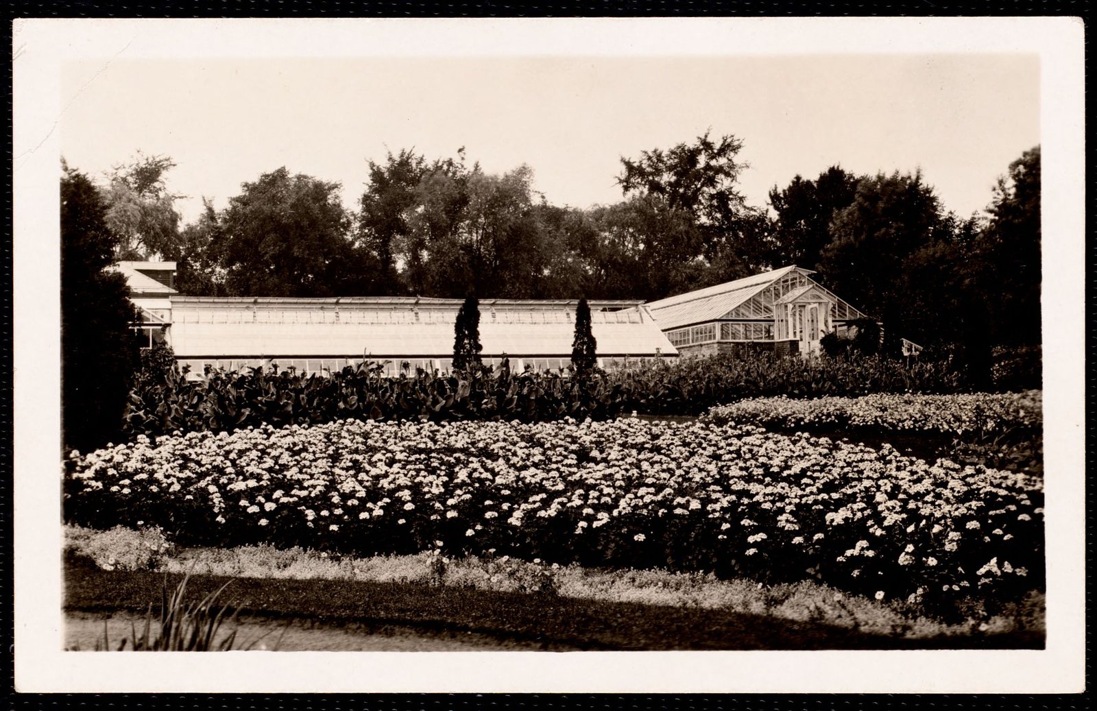 Elm Court: greenhouse with plants in front. About 1907–40.