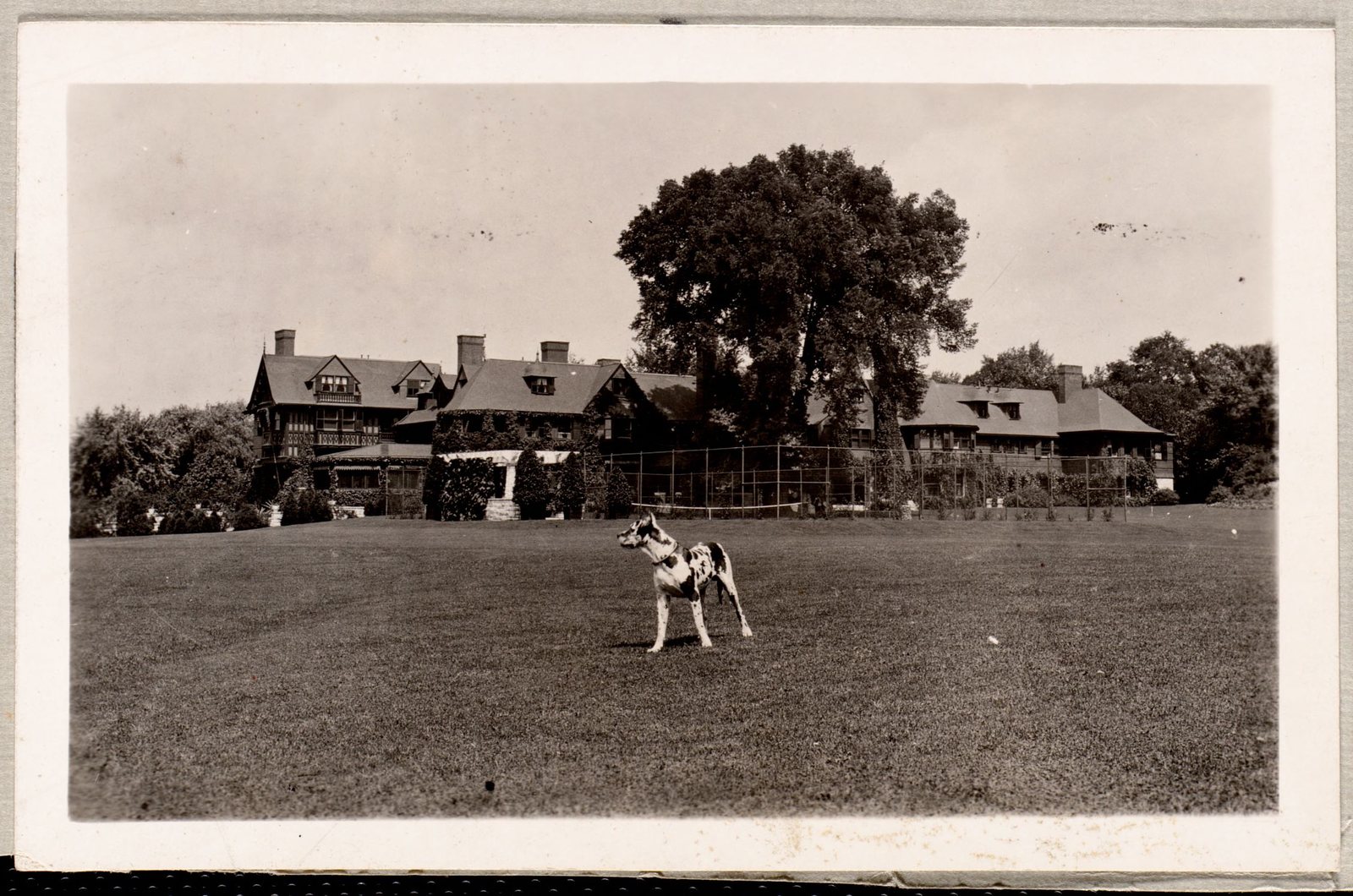 Elm Court: house with dog in foreground. About 1907–35.