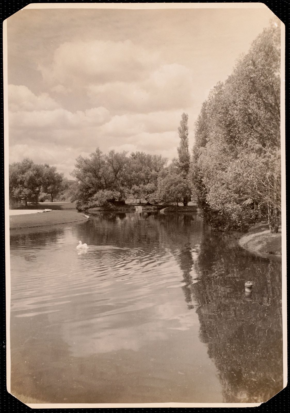 Erskine Park: swan floating in pond.