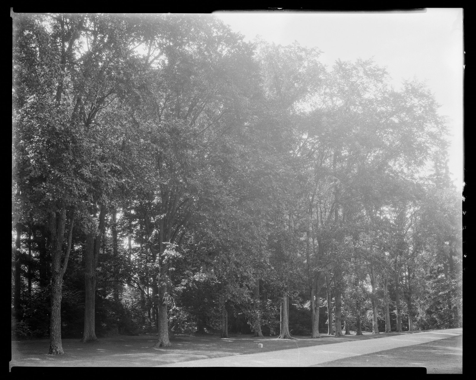 Groton Place: trees in landscape. about 1930–1936.