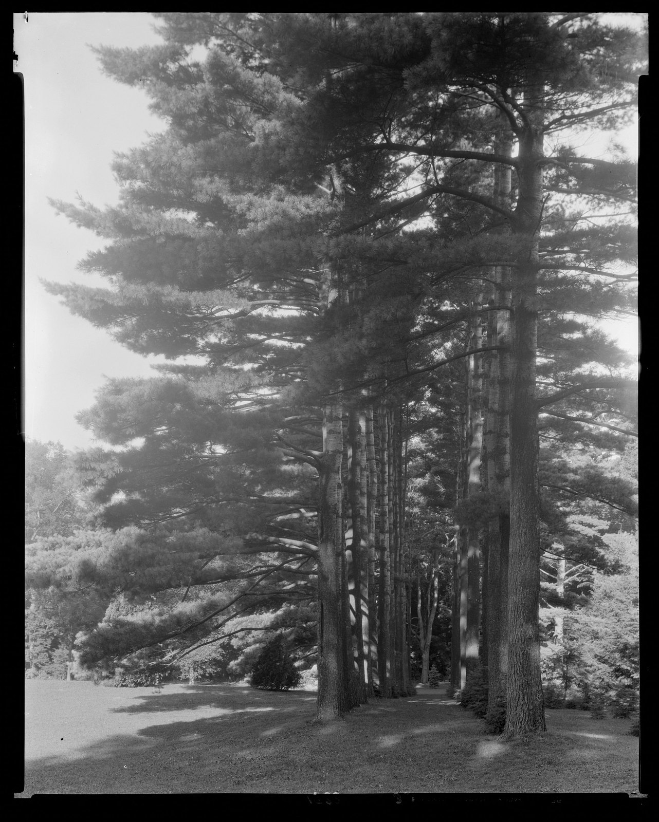 Groton Place: trees in landscape. about 1936?.