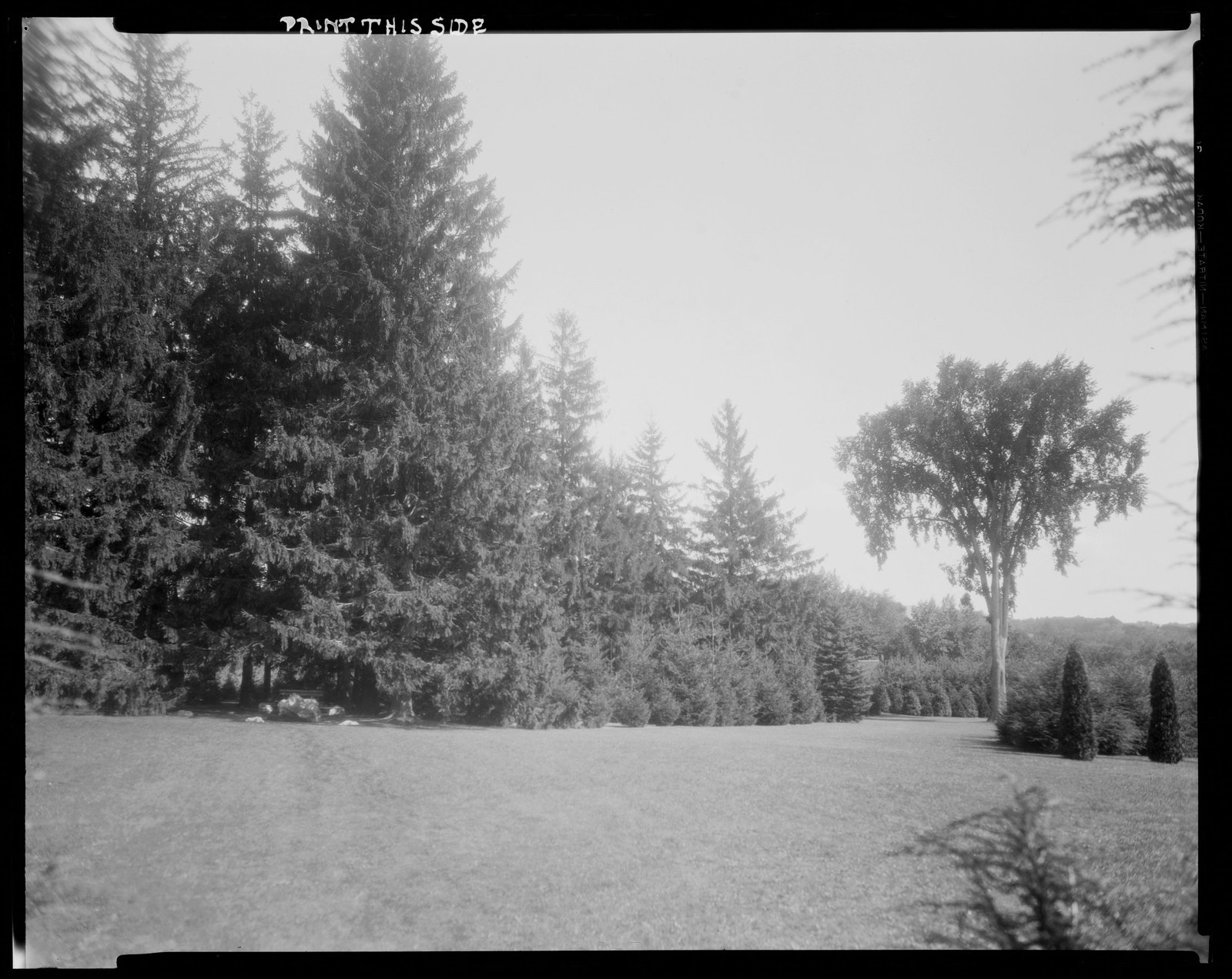 Groton Place: landscape with elm. about 1930–1936.