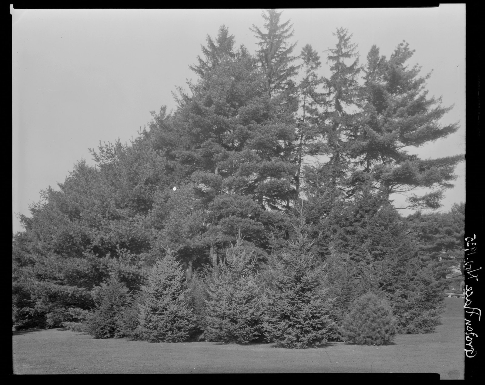 Groton Place: landscape. November 1935.