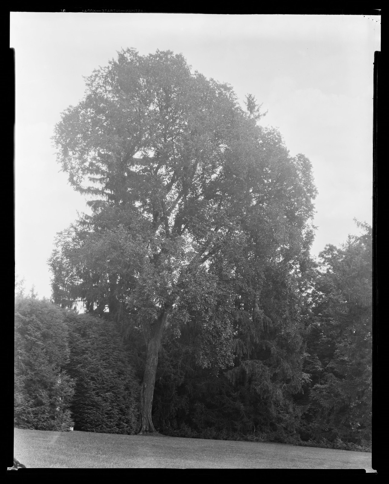 Groton Place: tree landscape. about 1930–1936.