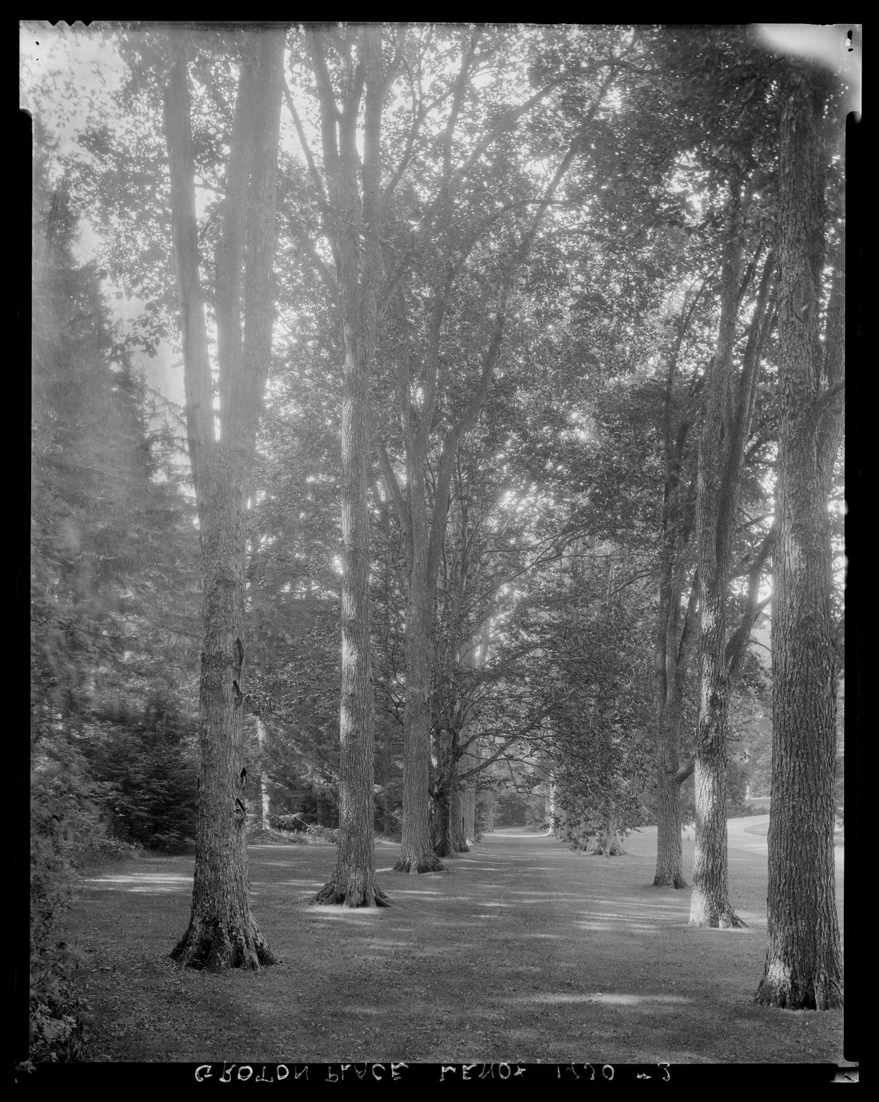 Groton Place: trees in landscape. 1930.