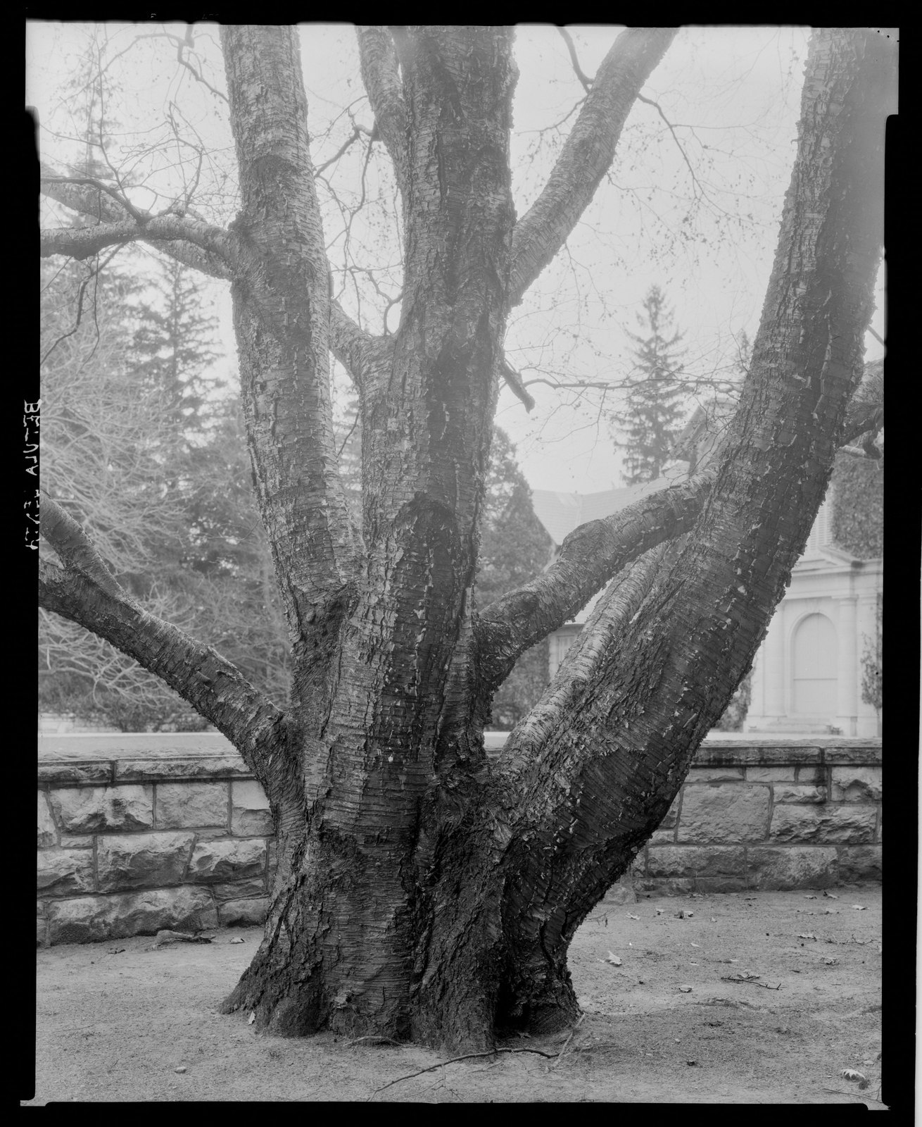 Groton Place: tree landscape. about 1930–1936.