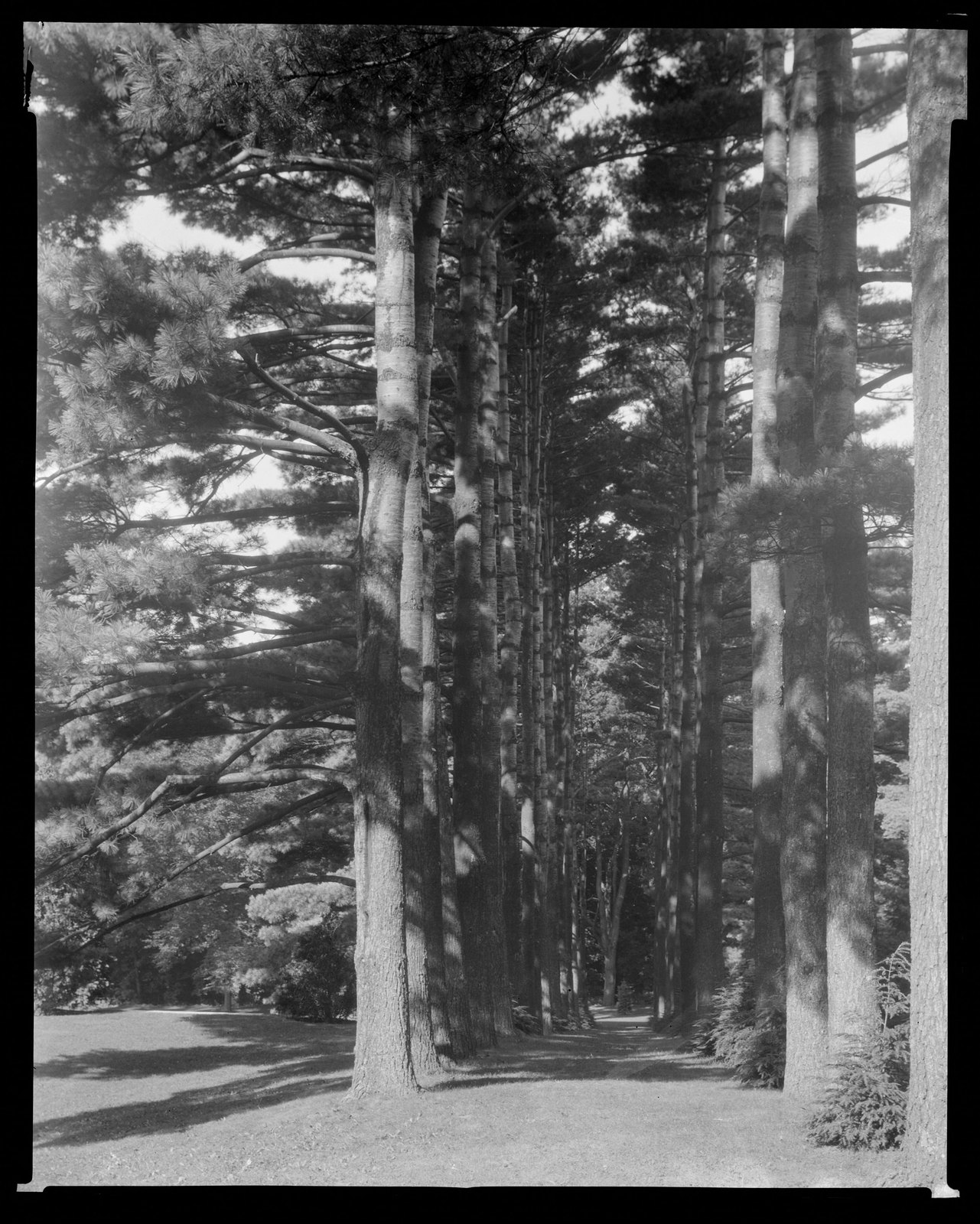 Groton Place: trees in landscape. about 1930–1936.