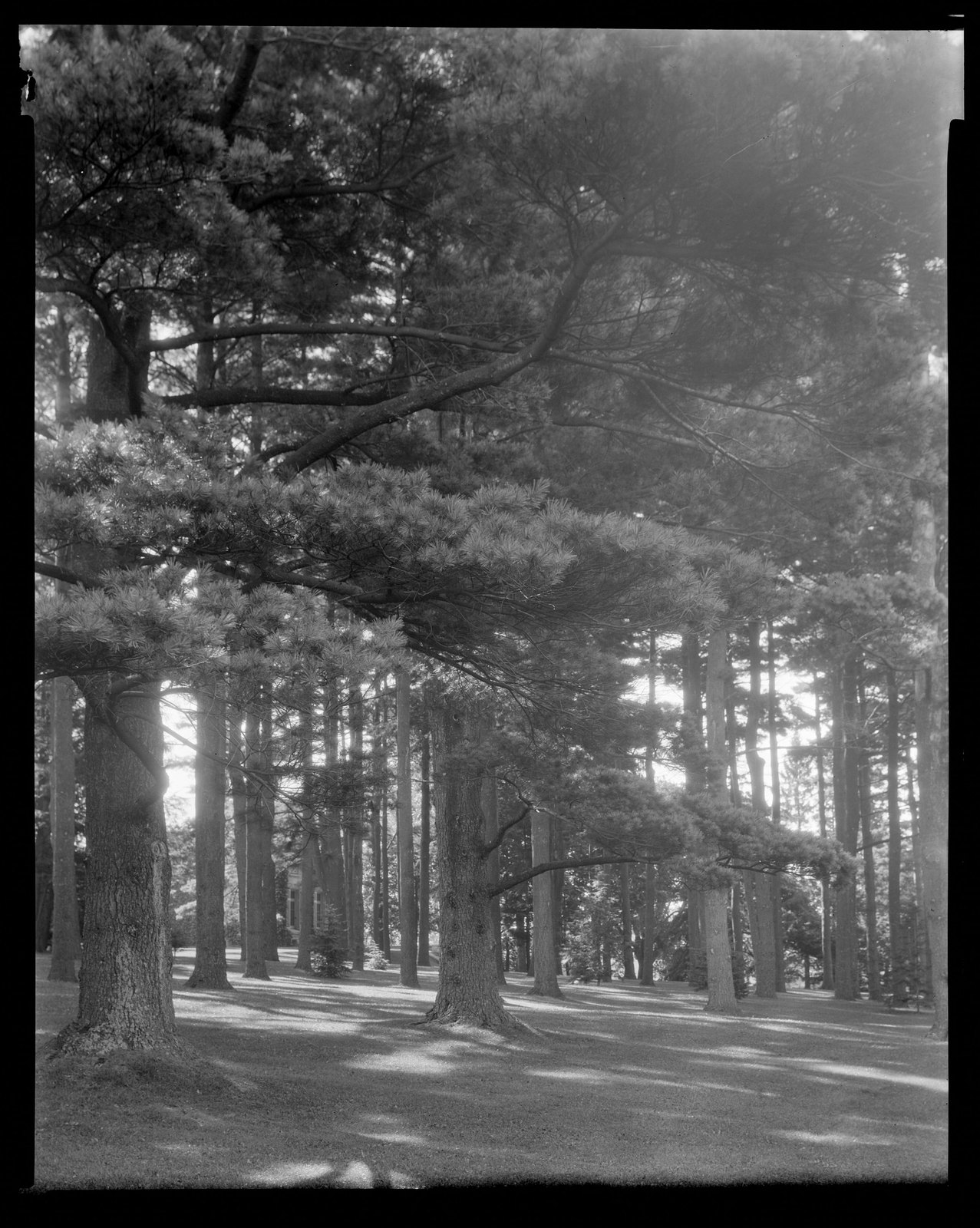 Groton Place: tree landscape. about 1930–1936.