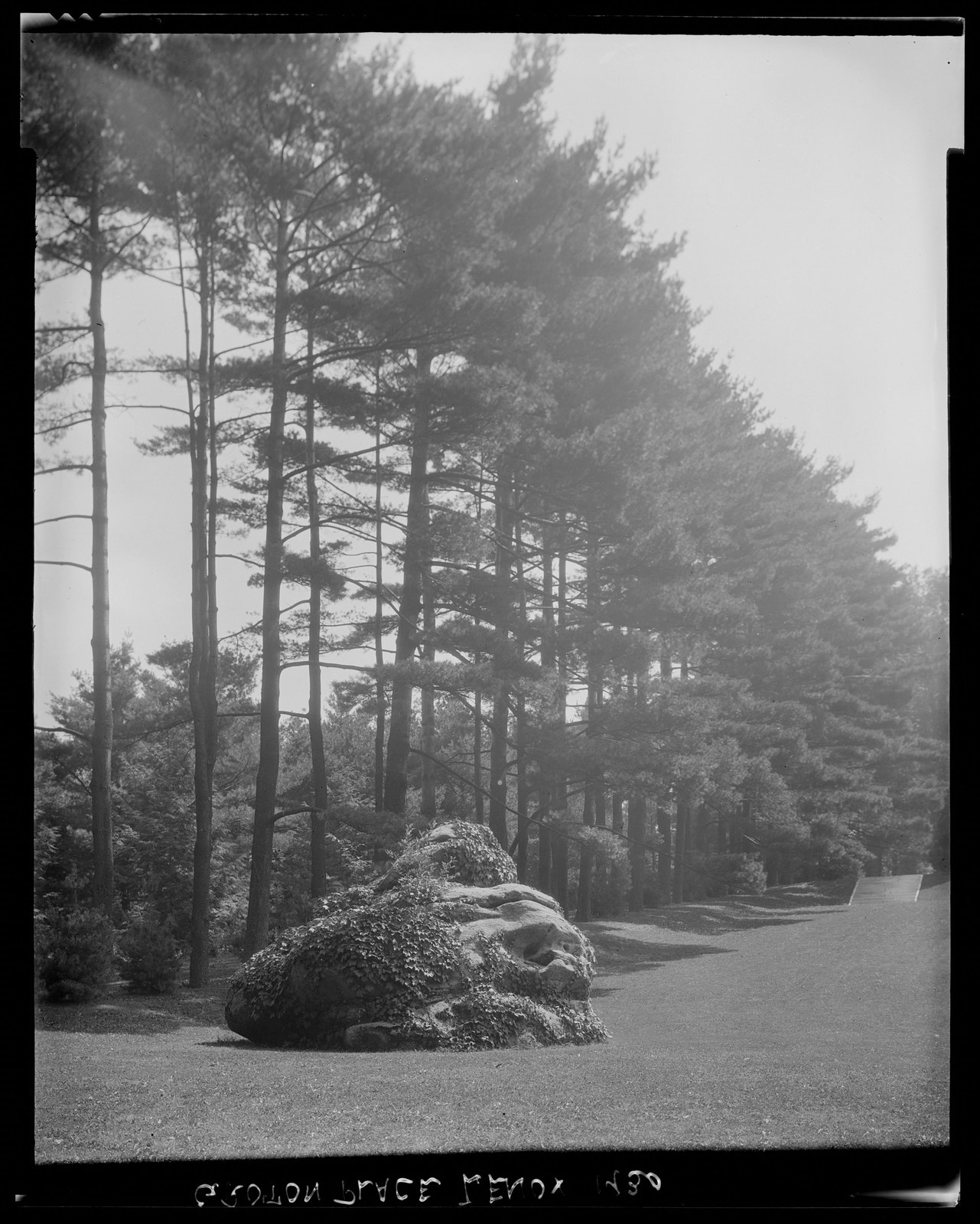 Groton Place: trees in landscape. 1930.