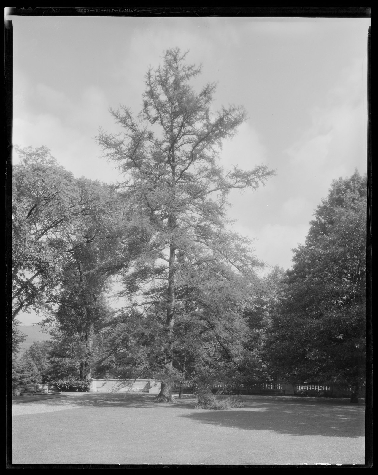Groton Place: tree-balustrade landscape. about 1930–1936.
