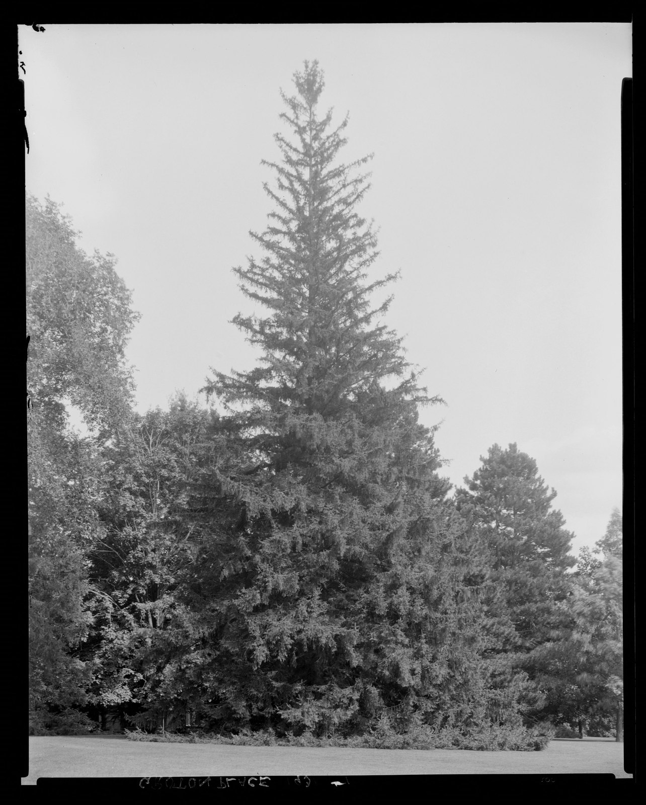 Groton Place: trees in landscape. 1931.