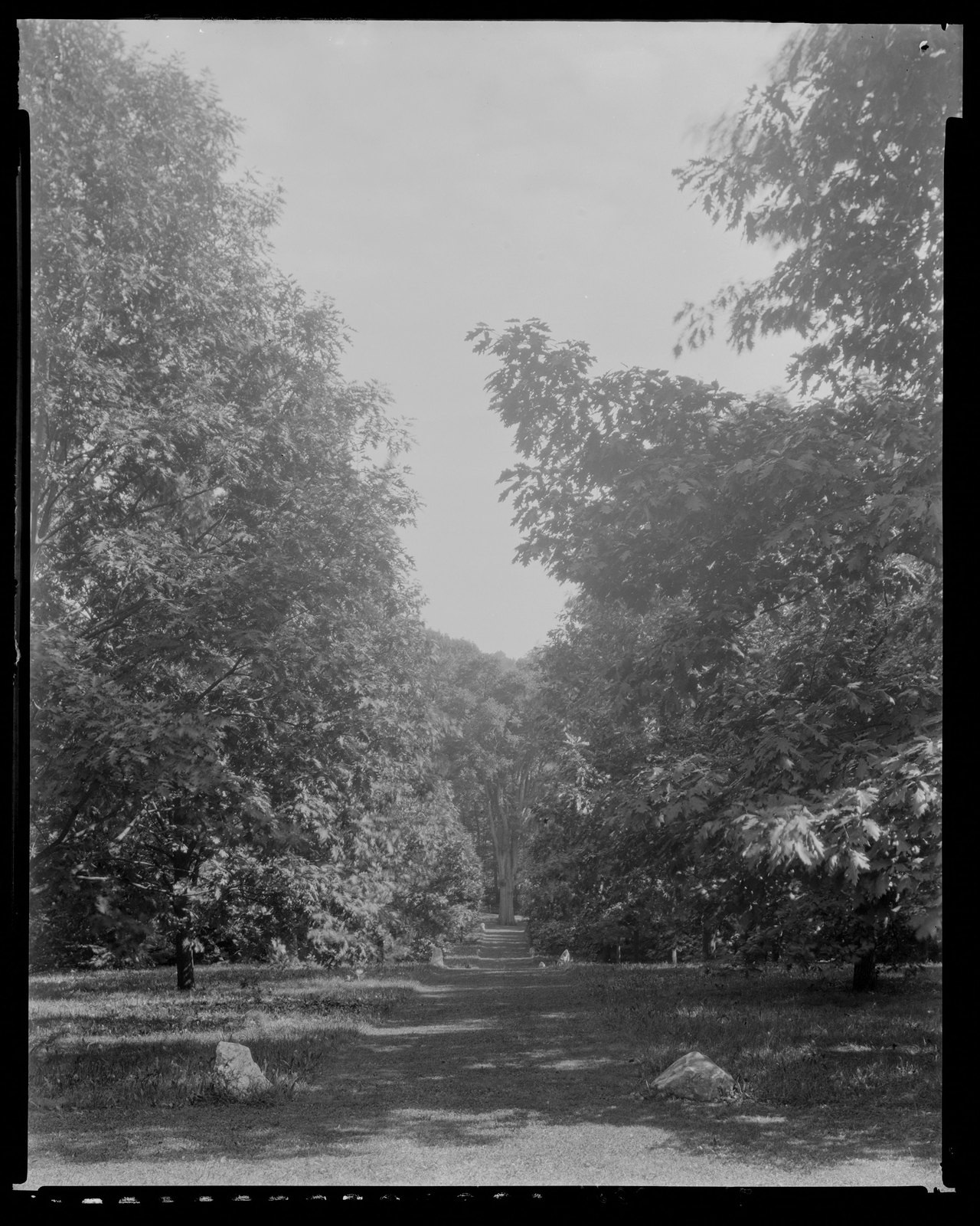 Groton Place: trees in landscape. 1933.