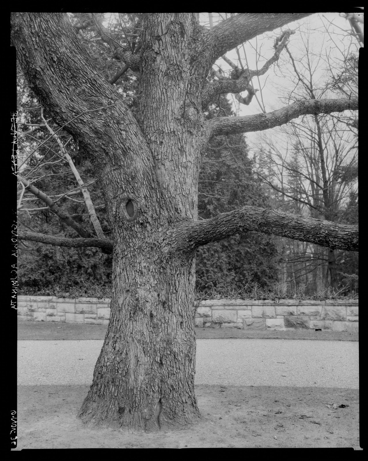 Groton Place: tree in landscape. November 6, 1936.