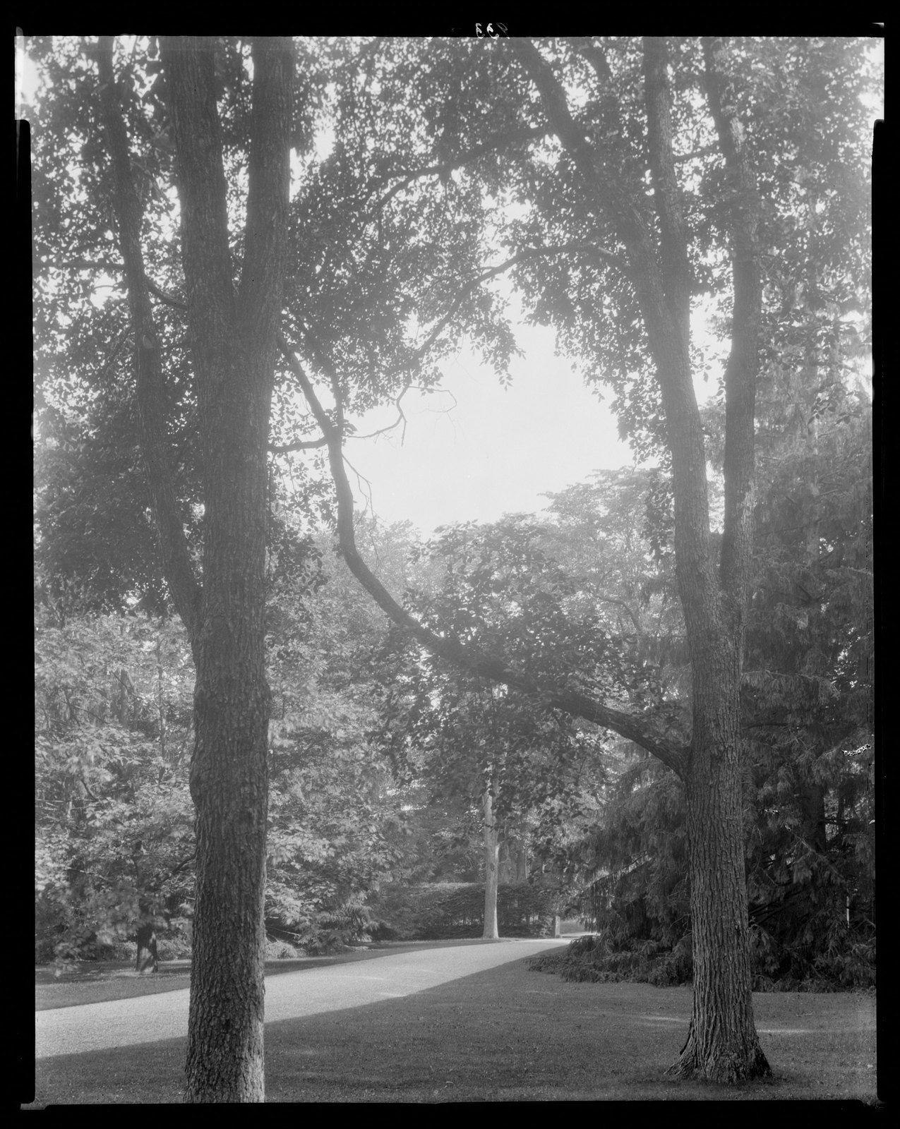 Groton Place: trees in landscape. 1933.