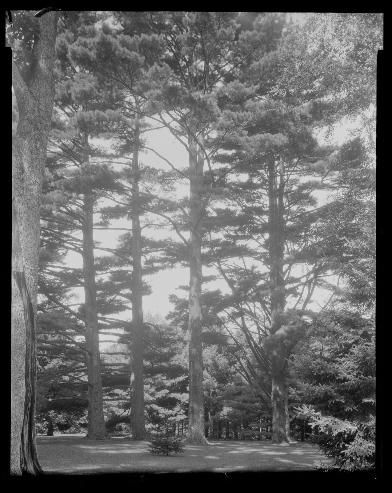 Groton Place: trees in landscape. 1933.