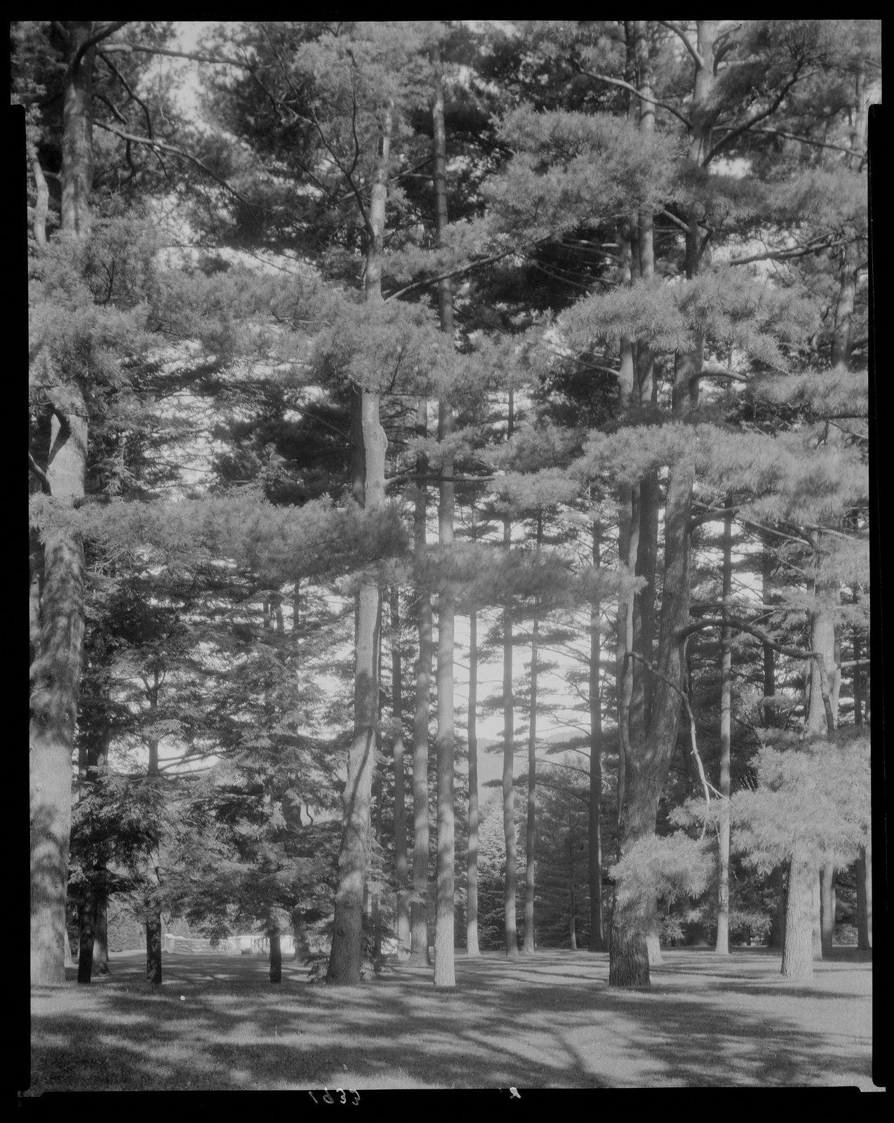 Groton Place: trees in landscape. 1933.